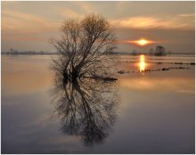 Lonely tree. / Flood in my region.