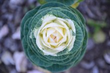 Farb-Kohl / ***