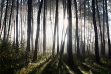 "Morgen Licht im Wald" / ***