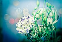 Abend-Bouquet / ***