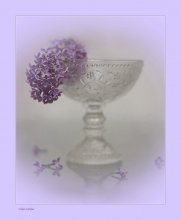 Purple Haze / ....................