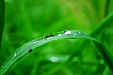 Morning Dew / ***