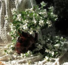 Jasmin / **********************