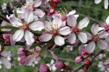 Farbe Ledum / ***