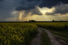 Rapsfeld / .....