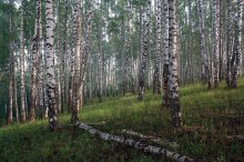 "Russischen Wald" / ***