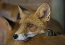 traurig Fuchs / ***