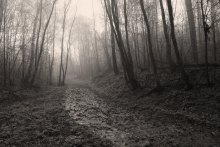 "The Fog" / ***