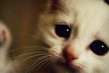 meine Katze / ***