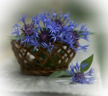 Kornblume / ...................