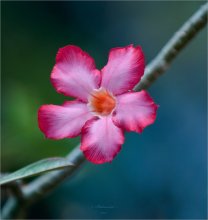 Frühling / *****