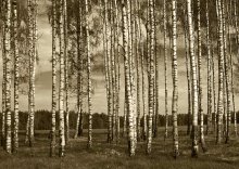 Schlanke Freundin / *****