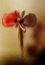 Zwei / ***