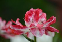 ~>* / ~tulip~