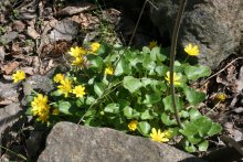 Spring Flowers / ***