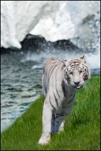 kissa / ***
