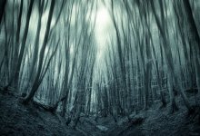 Schatten Wald / ***