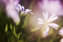 Frühling / ******