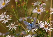 Der blauen Blume / ***