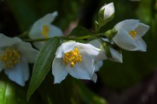 Jasmin / ***