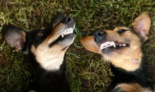 Cheshire Hunde))) / ***