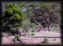 Afrika - eine Vielzahl von Tieren / ***