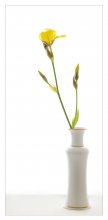 gelbe Iris / .......