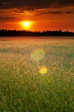 Feld / *******