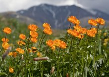 Globe-Blume / ***