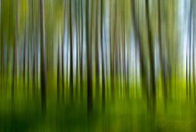 Sommer / ***