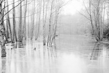 Water&Forest / ***