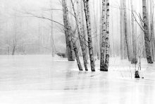 Water&Forest II / ***
