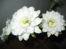 Echinopsis / ***