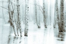 Water&Forest III / ***