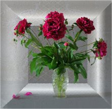 Studium der Pfingstrosen / ***********
