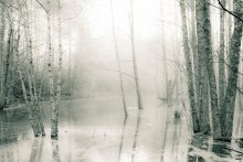 Water&Forest IV / ***