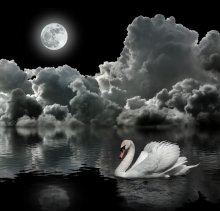 Swan Fantasie / *********