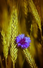 Knapweed / ***