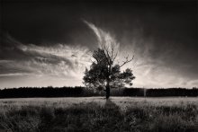 Foto des Sonnenuntergangs aus dem Schatten einer alten Eiche / ***