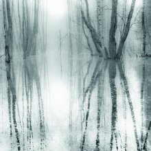 Water&Forest VI / ***