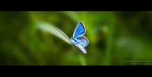 Schmetterling / ***