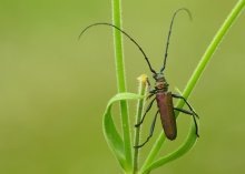 Musk Käfer / ***