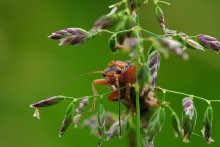 Myagkotelka braun Cantharis fusca / ***