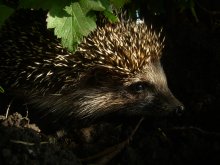 Igel / ***