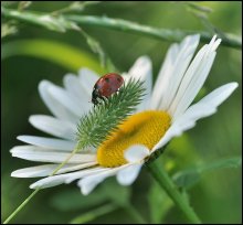 Einen Schatten werfen ... / ***