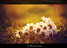 Gänseblümchen / ***