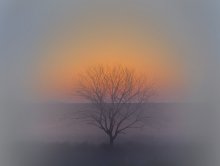 Baum / ***