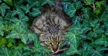 Hidden Tiger / ....