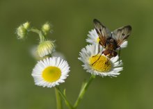 Fliegen / ***