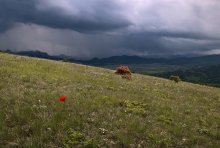 Über die Sonne, regen ... und Scharlach Blume ... / ***